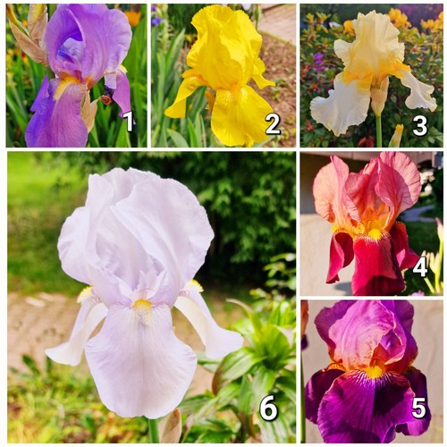 Hohe bart iris schwertlilien - hohe, bart-iris